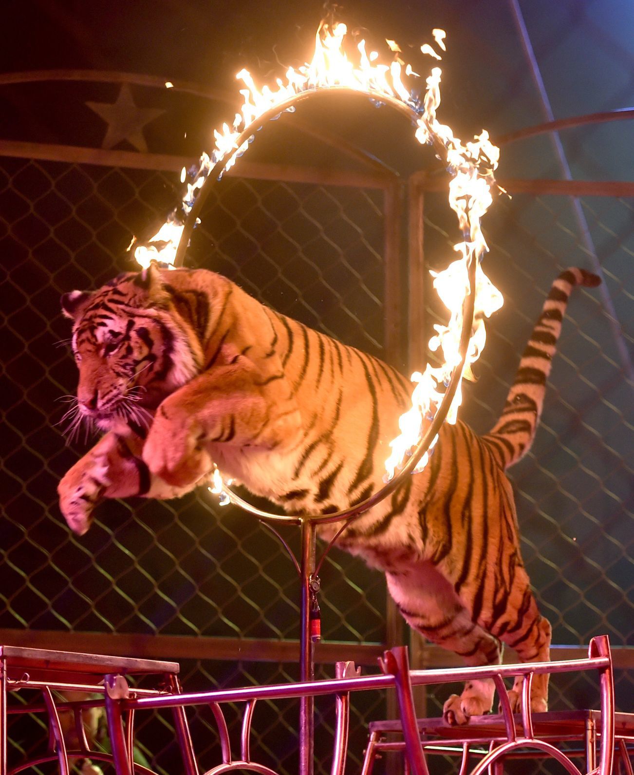 Tiger jumps through a flaming hoop